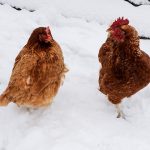 How to prepare backyard chickens for winter chickens in snow