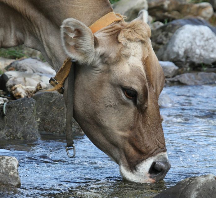 cow drinking