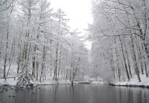 Researchers study impact of ice storms in forests winter