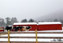 Dairy farmers getting squeezed dairy cattle