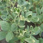 EPA adds national dicamba restrictions for this year dicamba damage