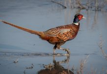 South Dakota pheasant hunting still a treat pheasant