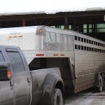 Livestock auctions impacted by coronavirus measures livestock unloading
