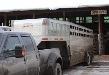 Livestock auctions impacted by coronavirus measures livestock unloading