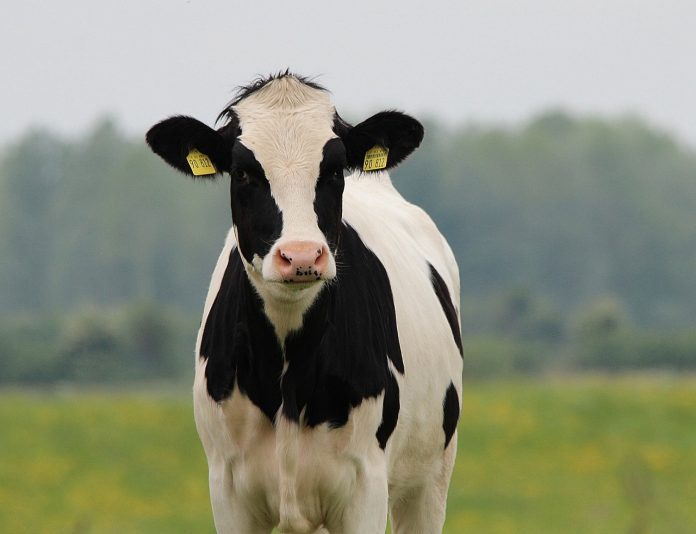 Holstein cow