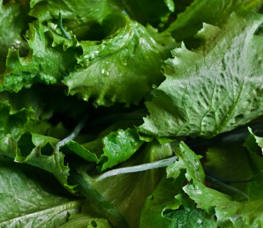 Green Leafy Romaine Lettuce