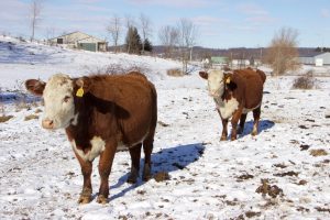 J&L cattle herefords