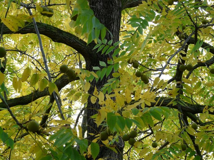 black walnut tree