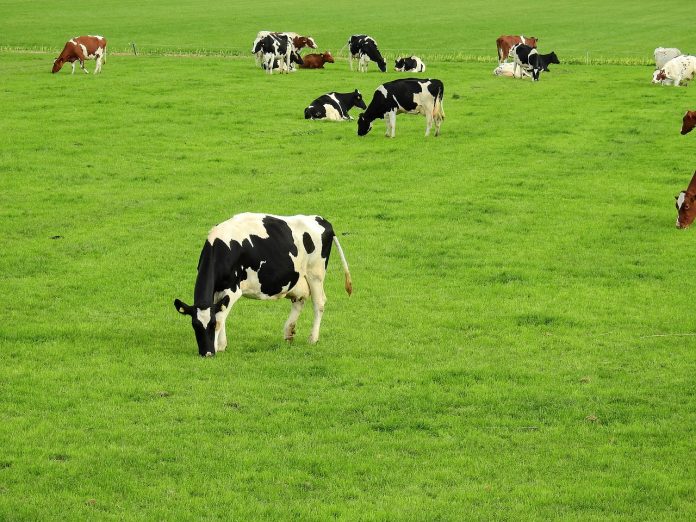 grazing cattle