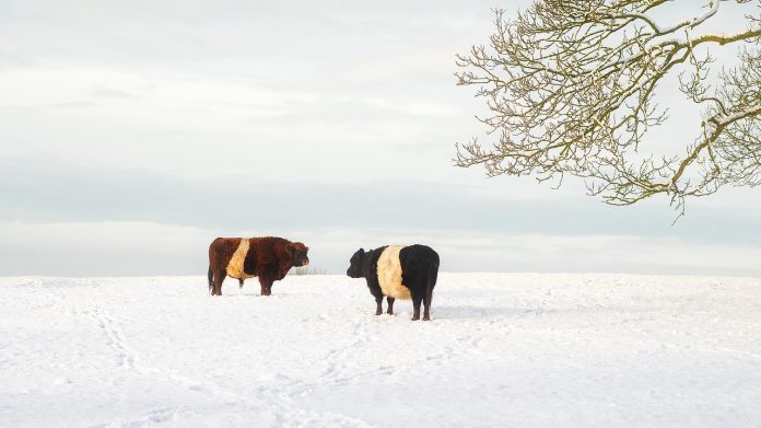 cattle in the snow