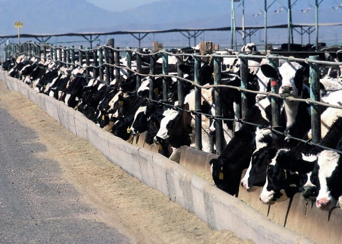 cattle feedlot