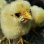How to set up a brooder for baby chicks chicken