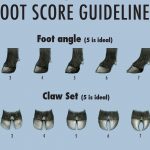 Angus foot score EPDs launched foot score EPDs