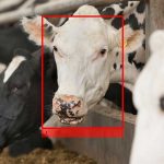 Facial recognition can track cows’ feed intake facial recognition