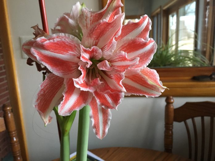 Amaryllis