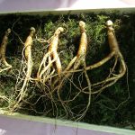 Illegal ginseng trafficking operation spanned seven states ginseng root