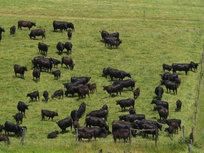 Angus beef cattle grazing