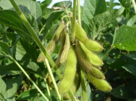 soybeans