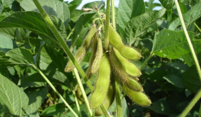 soybeans