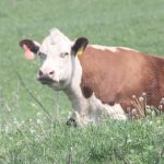 Juniors compete in Hereford show Hereford cow