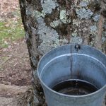 Finalists selected for Pennsylvania Leopold Conservation Award Sap collection bucket