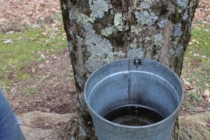 Sap collection bucket