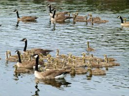 canada geese