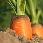 Use wood ashes to improve garden fertility carrots