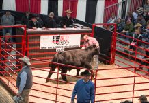 2021 Ohio Beef Expo successfully returns Beef Expo sale ring