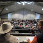Performance test bull sale March 30 Pennsylvania bull sale