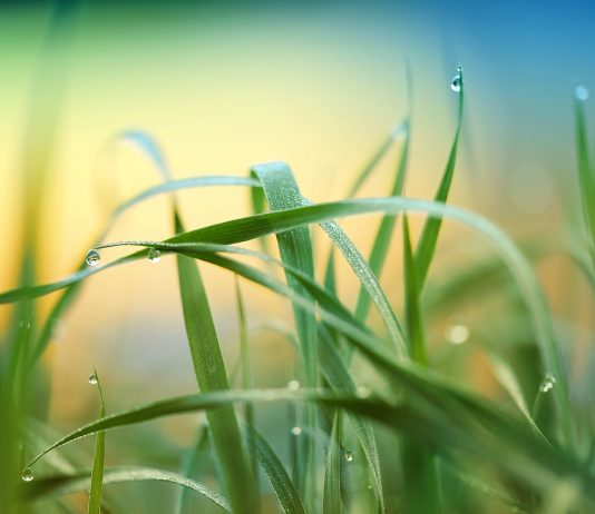grass