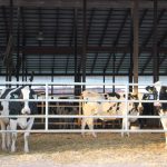 USDA releases improved dairy safety net Pine Tree Dairy Holsteins