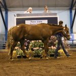 Penn State quarter horse sale: A tradition of excellence