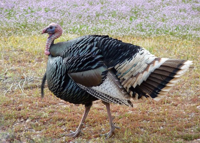 wild turkey