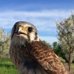 Predatory birds can help control crop insects kestrel in orchard