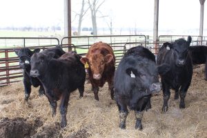 Beef cattle