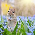How to make your garden wildlife friendly chipmunk with purple flowers