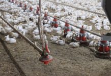 Outside the fence one time too many commercial chickens