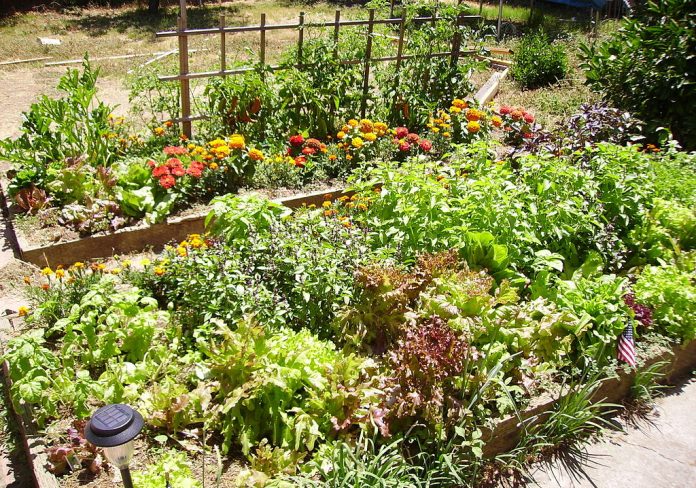 Raised-bed garden