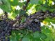spotted lanternflies
