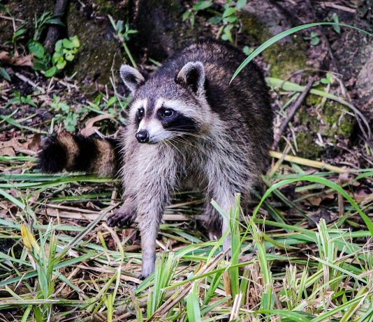 Raccoon roommate raccoon