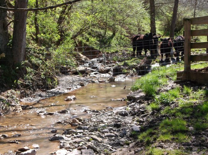 Fencing livestock out of streams