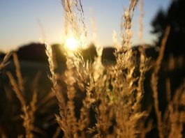 Rethinking fall small grain planting dates in northeast Ohio wheat