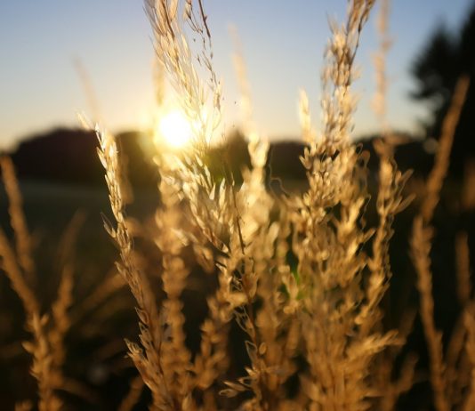 Rethinking fall small grain planting dates in northeast Ohio wheat
