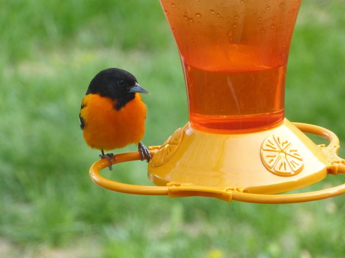 Baltimore oriole