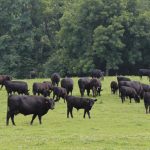 Pa. farmers can win $10,000 for conservation efforts beef cattle on pasture