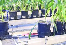 Purdue greenhouse conveyor creates uniform research Purdue University greenhouse conveyor