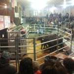 Ohio Cattlemen’s Replacement Female Sale set for Nov. 23 oca replacement sale