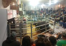 Ohio Cattlemen’s Replacement Female Sale set for Nov. 23 oca replacement sale