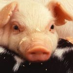 Sometimes you need to put lipstick on a pig — or an ag policy piglet